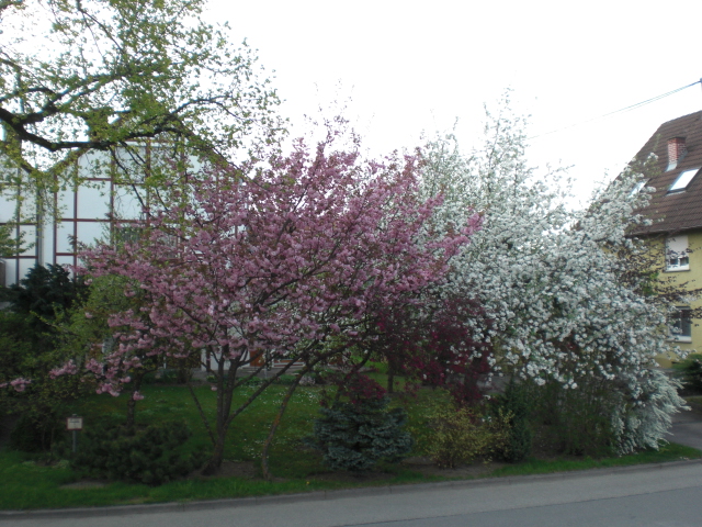 Datei:702 Wohnhausvorgarten gegenüber Teufenstr. 9, April 2011.JPG