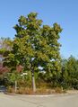 440 Schöner Baum am Fuchsbühl, Sept. 2018.JPG