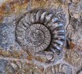 Ammoniten BDT3.jpg