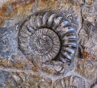 Ammoniten BDT3.jpg