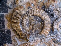 Ammoniten BDT6.jpg