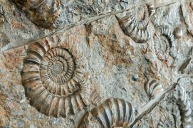 Ammoniten BDT7.jpg