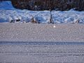 Winterstimmung am Oberen Weiher in Neufra 28.02.2018, Copyright: W. Schwenk