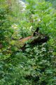 Natürliche Landschaftspflege im Bereich der Neckarburg 30.05.2017, Copyright: E. Mollenkopf