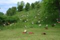 Natürliche Landschaftspflege im Bereich der Neckarburg 30.05.2017, Copyright: E. Mollenkopf