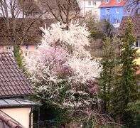 Frühling in RW2021-27.jpg