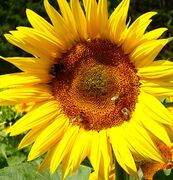Sonnenblumen 2022-14.jpg
