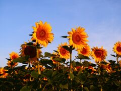 Sonnenblumen 2022-17.jpg