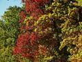 Herbstimpressionen rund um Rottweil Oktober 2017, Copyright: W. Schwenk